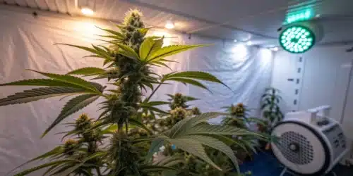 How to Grow Afghan x Black Domina Autoflower