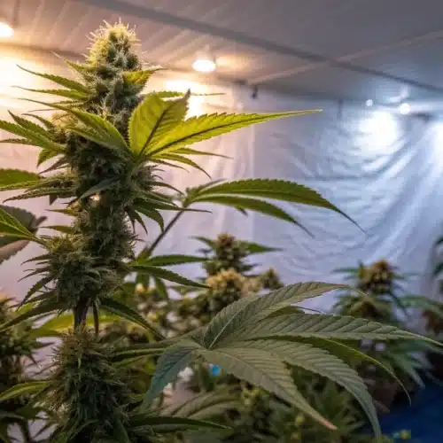 How to Grow Afghan x Black Domina Autoflower