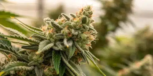 How to Grow Agent Orange Weed Strain