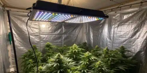 How to Grow Alien OG Regular Strain