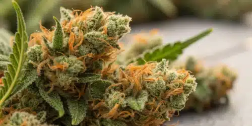 How to Grow Amnesia FV CBD Weed Strain