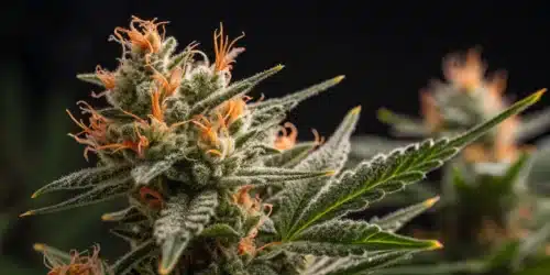 How to Grow Amnesia × AK47 Strain