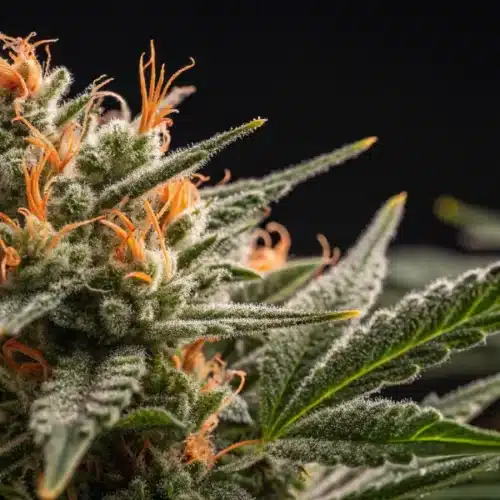 How to Grow Amnesia × AK47 Strain