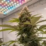 Apple Fritter FV Strain growing indoors under multicolor LED grow lights with dense bud formation.