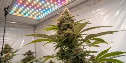 How to Grow Apple Fritter FV Strain