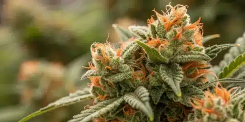 How to Grow Big Bud FV Strain