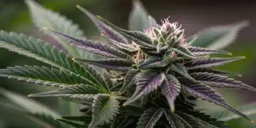 How to Grow Black Domina Weed Strain