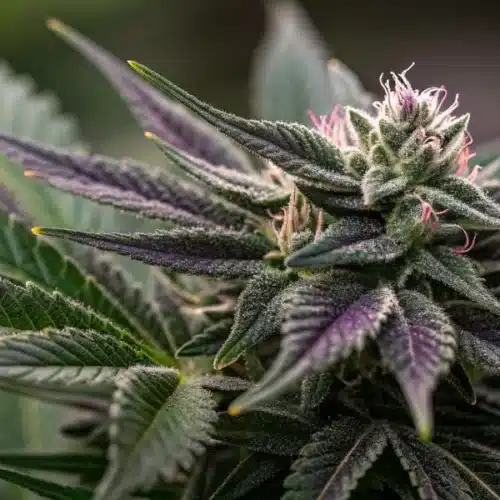 How to Grow Black Domina Weed Strain