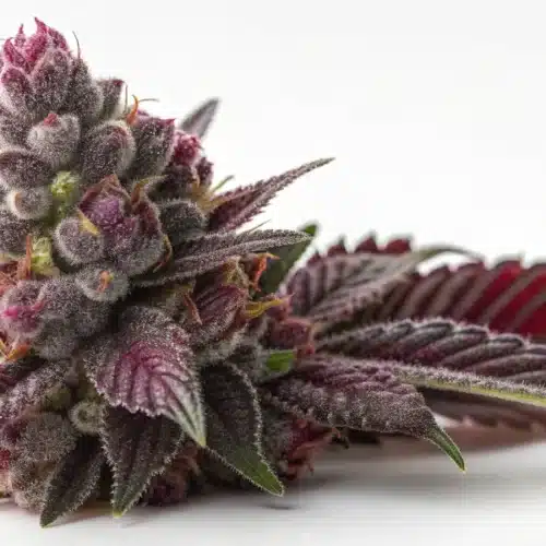 How to Grow Blackberry Autoflower