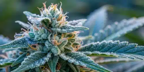 How to Grow Blue Amnesia Autoflower