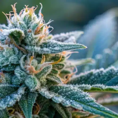How to Grow Blue Amnesia Autoflower