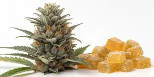 How to Grow Blue Gorilla Autoflower