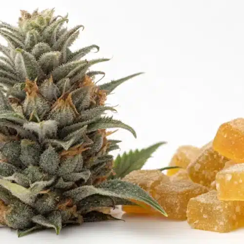 How to Grow Blue Gorilla Autoflower