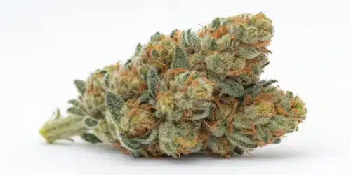 How to Grow Blue Headband Autoflower