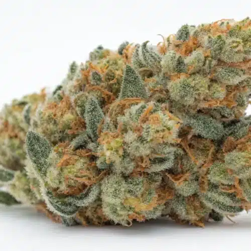 How to Grow Blue Headband Autoflower