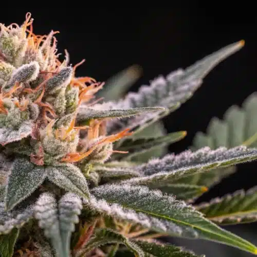 How to Grow Blueberry × Jack Herer Autoflower
