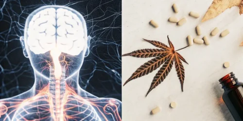 Exploring THC and Antibiotics: Key Information for Patients