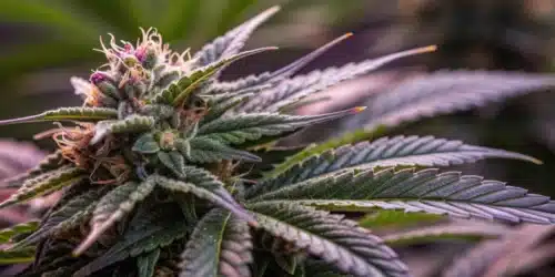 How to Grow Bubba Gift Weed Strain