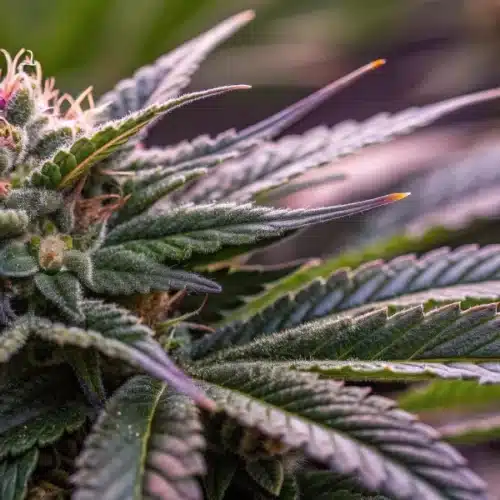 How to Grow Bubba Gift Weed Strain