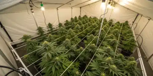 How to Grow Bubblegum Cookies Weed Strain