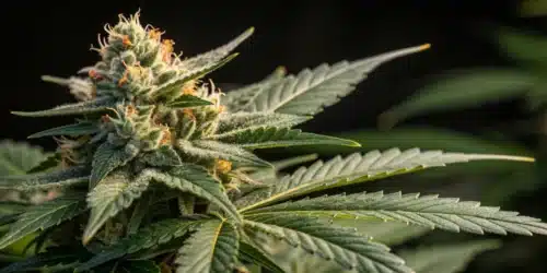 How to Grow CBD Black Diesel Strain