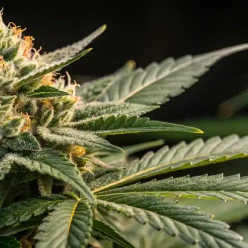 How to Grow CBD Black Diesel Strain
