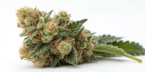How to Grow California Hash Plant Weed Strain