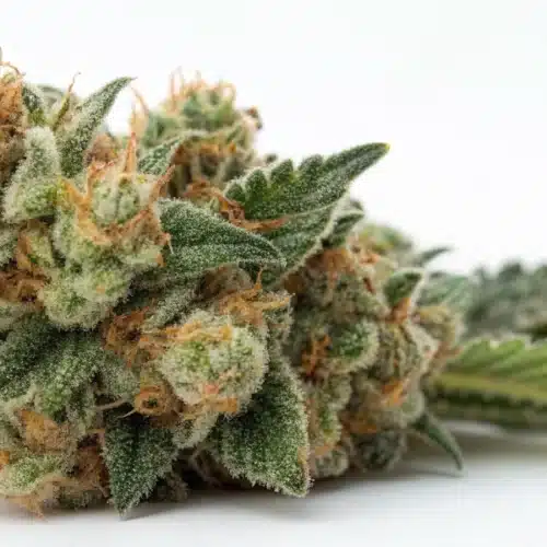 How to Grow California Hash Plant Weed Strain