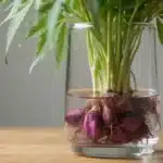 Cannabis root stalks turning purple in hydroponic glass container, early pigmentation visible.