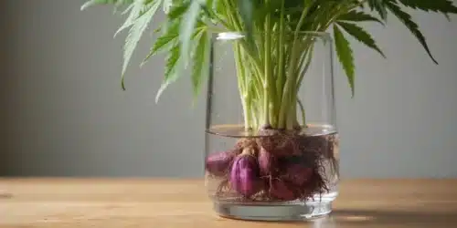 Cannabis Root Stalks Turning Purple