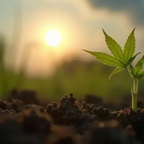 Moon Phases on Cannabis Germination