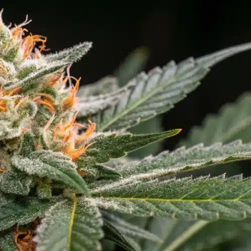 How to Grow Carmen × Durban Poison Weed Strain