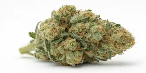 How to Grow Diesel × Gorilla CBD Strain