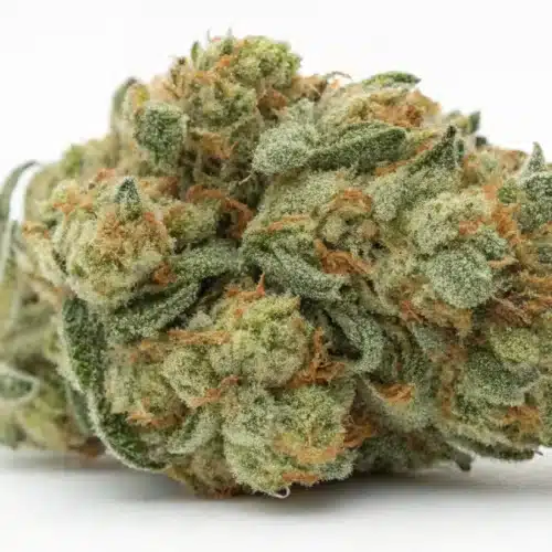 How to Grow Diesel × Gorilla CBD Strain