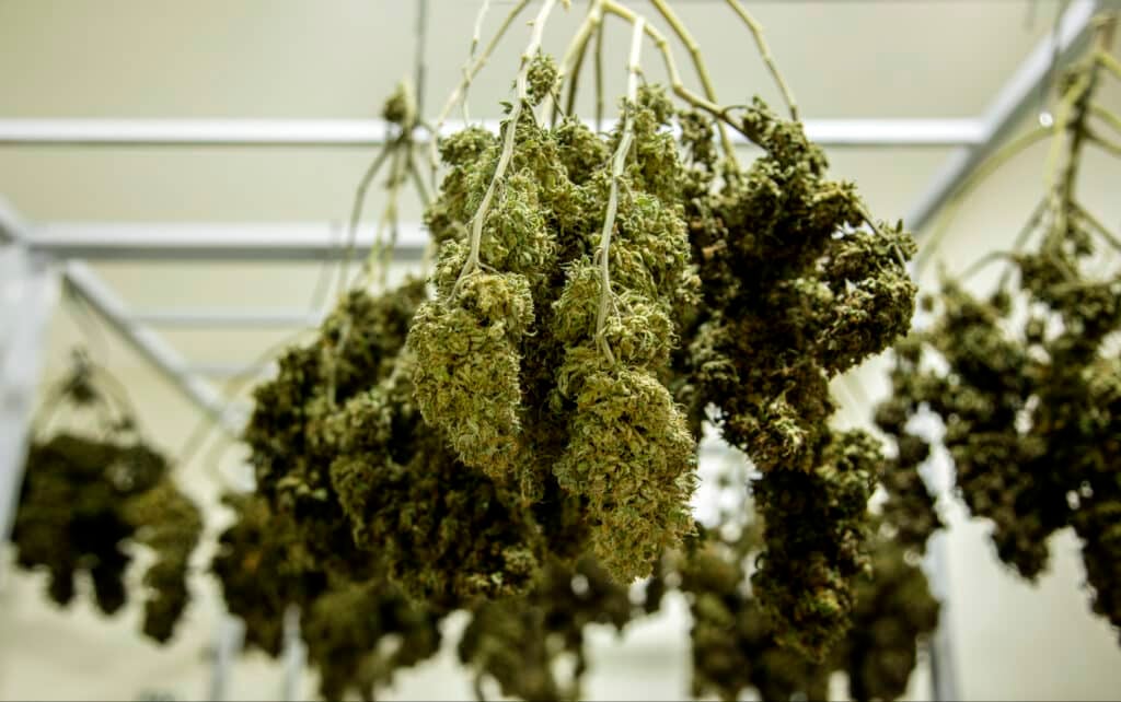 Cannabis buds hanging upside down in an indoor drying room.