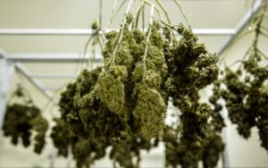 Cannabis buds hanging upside down in an indoor drying room.