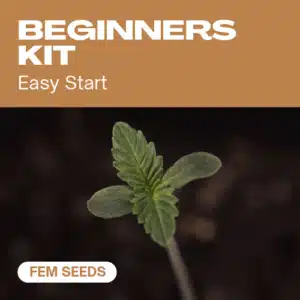 beginners-kit cannabis seed pack designed for easy starts, featuring a close-up of a young cannabis seedling.