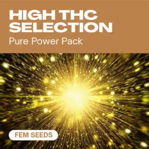 GE-high-thc-selection-fem cannabis seed pack showcasing a radiant golden explosion for high THC feminized strains
