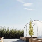 Hyper-realistic outdoor cannabis garden featuring white greenhouse tunnels with wooden raised beds and young trees under a clear blue sky.