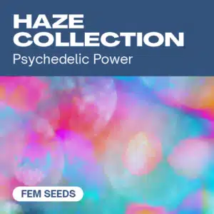 HF-haze-collection cannabis seed pack featuring psychedelic haze strains with a colorful and dreamy background