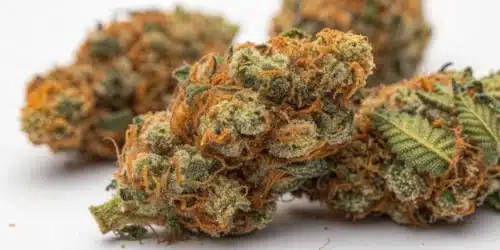How to Grow Alien Technology FV