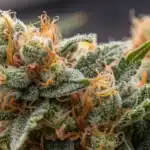 Close-up of frosty Amnesia Auto Weed Strain bud with orange hairs and resin-rich trichomes.