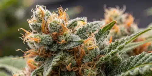 How to Grow Amnesia Auto Weed Strain