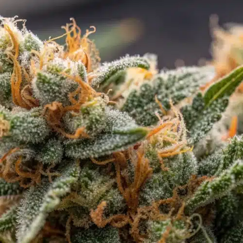 How to Grow Amnesia Auto Weed Strain