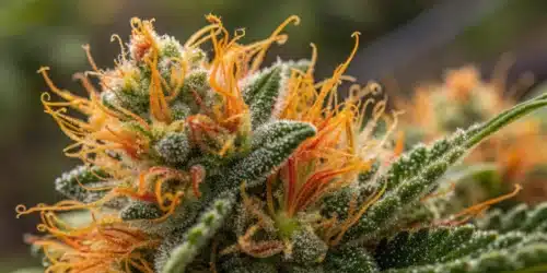 How to Grow Lemon Amnesia Strain