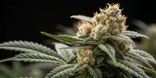How to Grow White Widow Autoflower CBD Strain