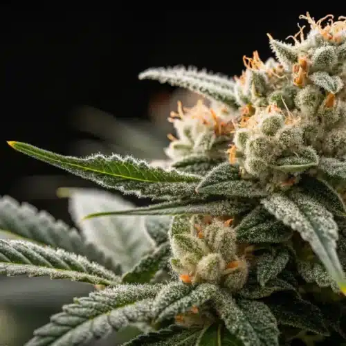 How to Grow White Widow Autoflower CBD Strain