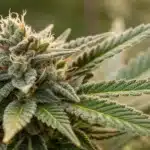 Close-up of Grape Pie CBD Strain cola showing dense structure, amber pistils, and sugary trichomes