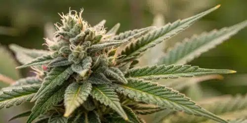 How to Grow Grape Pie CBD Strain