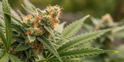 How to Grow Stardawg Weed Strain